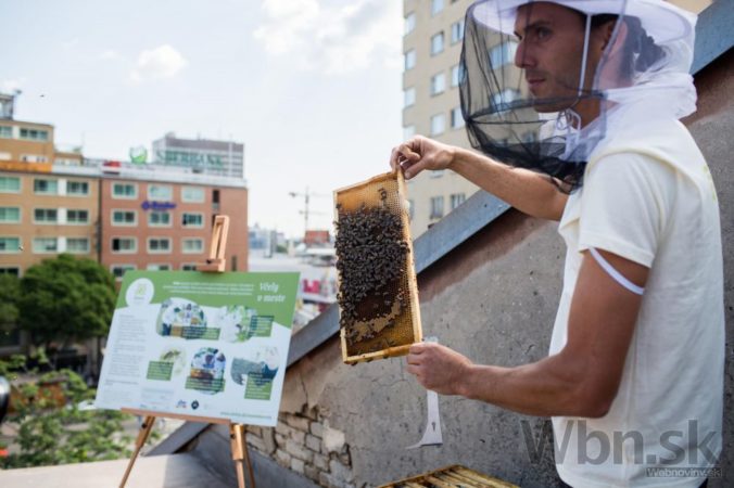 Bratislava má prvý verejný včelí úľ, nájdete ho v centre
