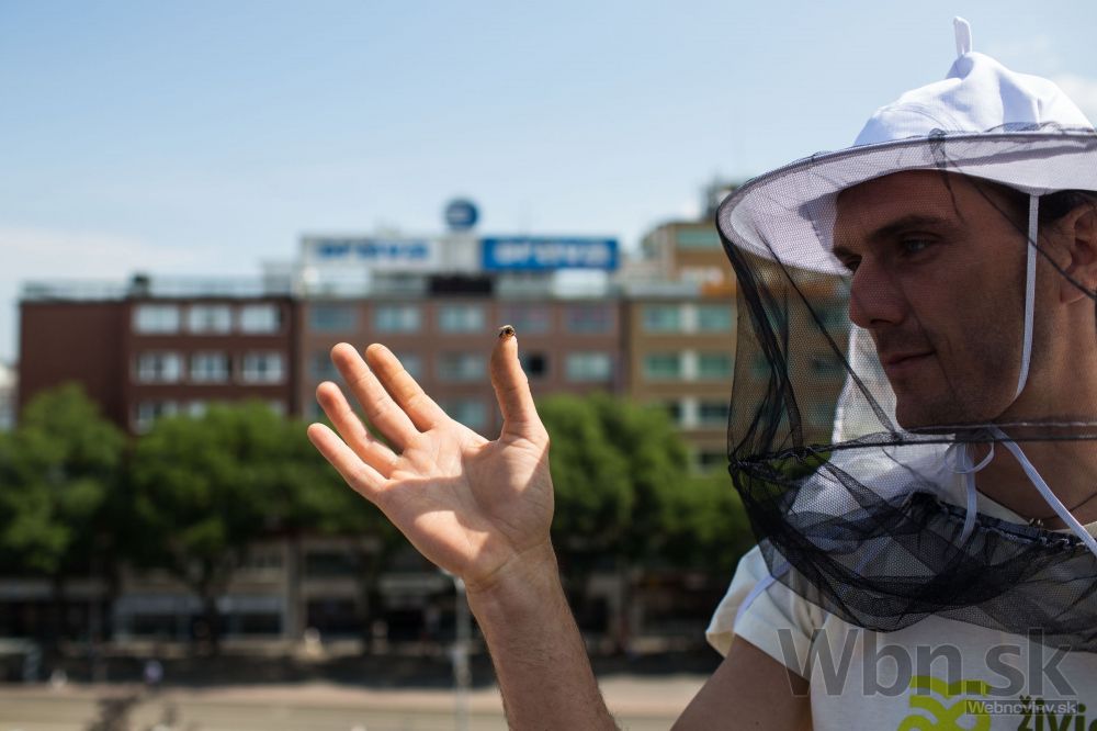 Bratislava má prvý verejný včelí úľ, nájdete ho v centre