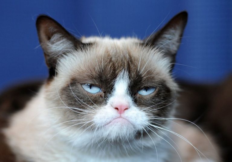 Grumpy cat