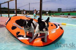 Španielske letovisko osvieži štvornohých, má prvý bazén psy
