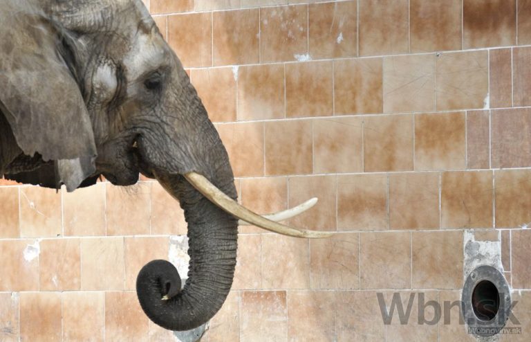 Zvieratá v bojnickej ZOO sa predviedli na Deň detí