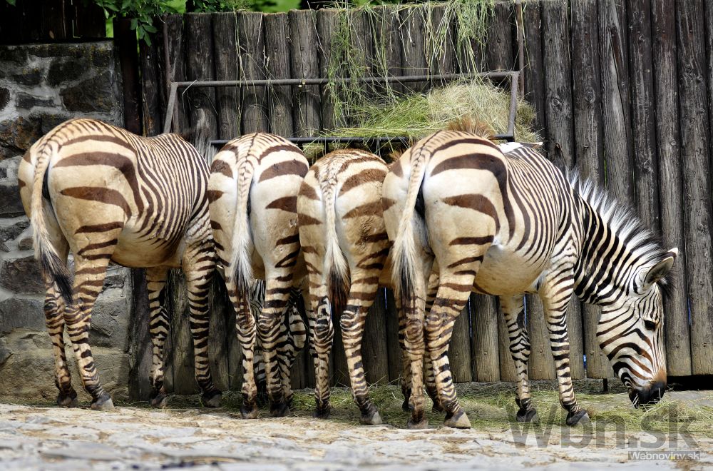 Zvieratá v bojnickej ZOO sa predviedli na Deň detí