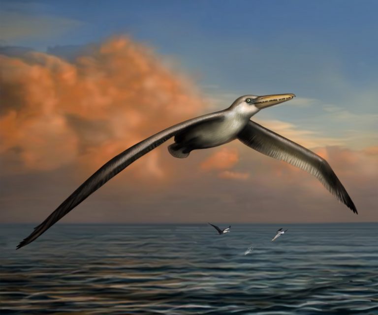 Pelagornis sandersi