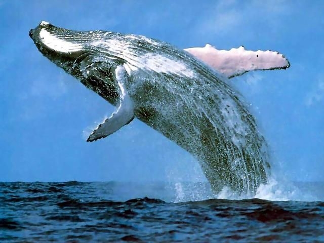 Video: Lietadlo na Aljaške takmer pristálo na veľrybe