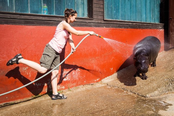 Zvieratá v Zoo znášajú horúčavy rôzne