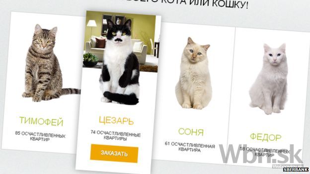 Banka v Rusku ponúka ku každej hypotéke mačku zdarma