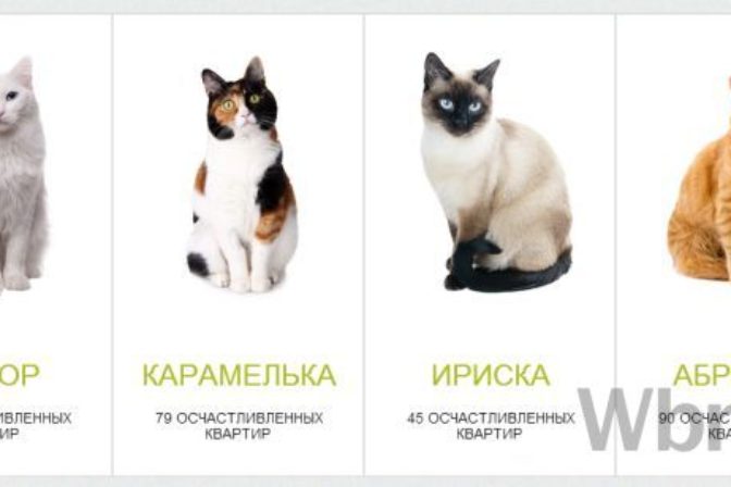 Banka v Rusku ponúka ku každej hypotéke mačku zdarma