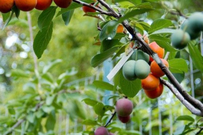 Umelec vypestoval unikátny strom, rodí 40 druhov ovocia