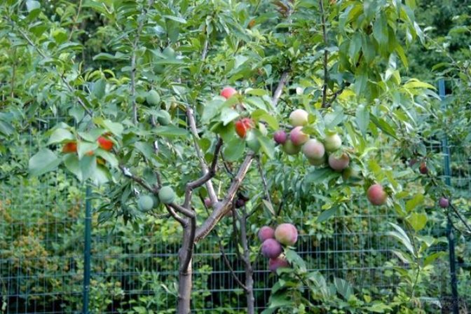 Umelec vypestoval unikátny strom, rodí 40 druhov ovocia