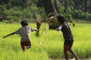 Budhistická hudba zvýšila úrodu ryže v čínskej dedine