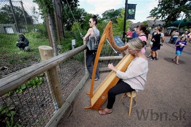 Harfistka usporadúva pravidelné koncerty pre gorily v zoo