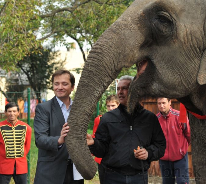 Kandidát na primátora Prešova mal na tlačovke živého slona