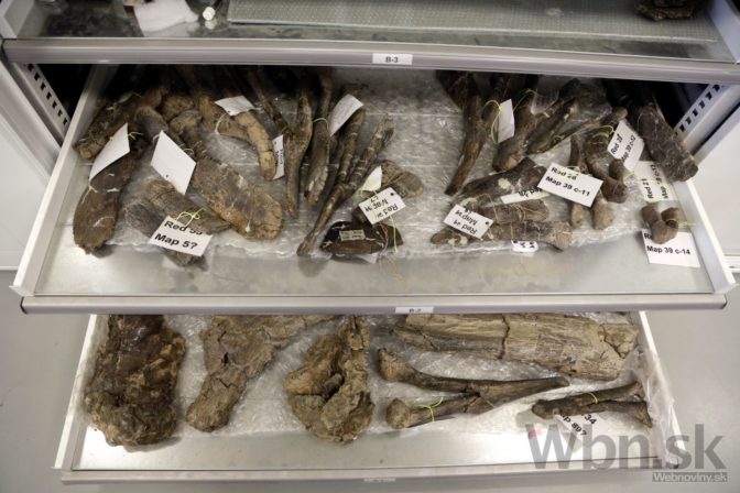 Vedci objavili nového megadinosaura, vážil skoro 60 ton