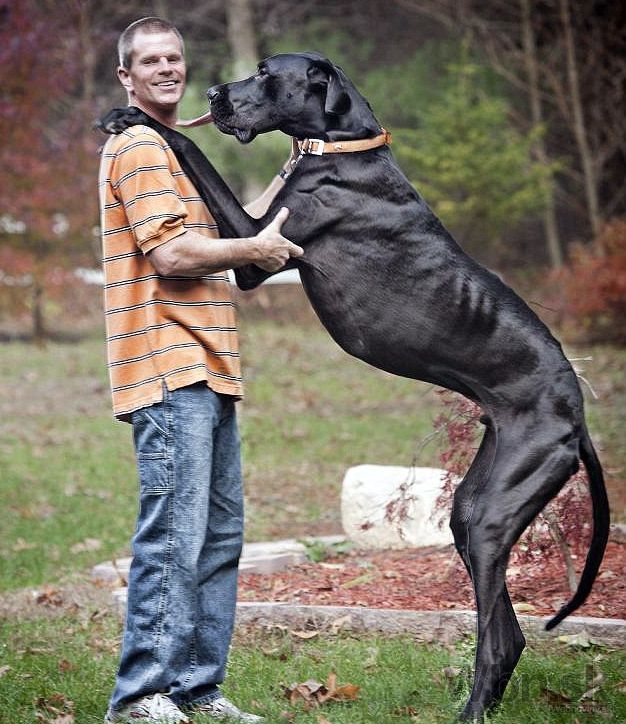 Zahynul najvyšší pes na svete, denne zhltol 15 kg granúl