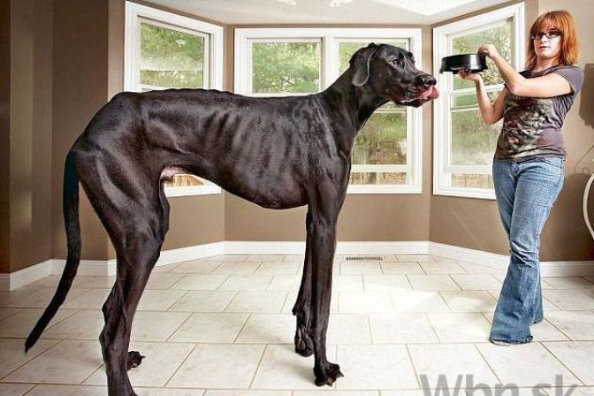 Zahynul najvyšší pes na svete, denne zhltol 15 kg granúl