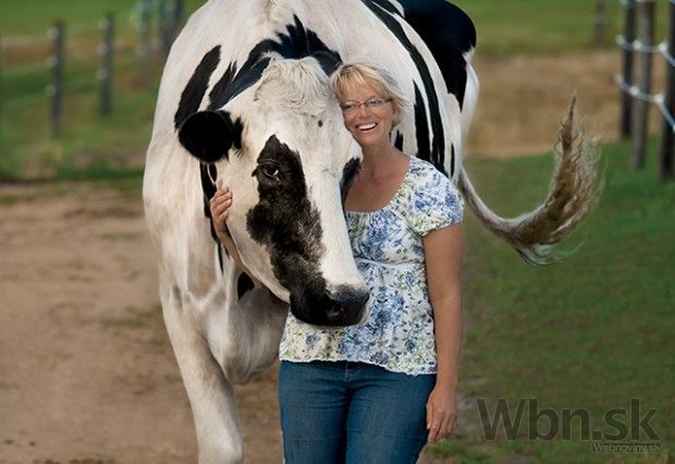Najvyššia krava sveta meria takmer dva metre