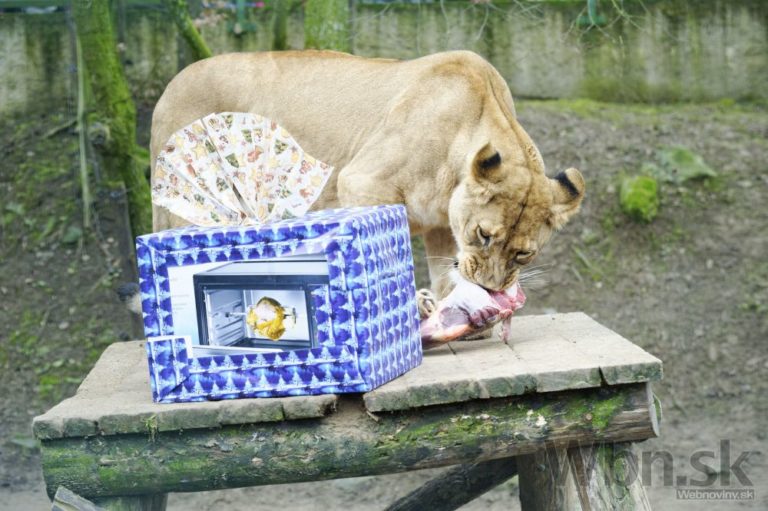 Aj zvieratká v ZOO si nájdu pod stromčekom darčeky