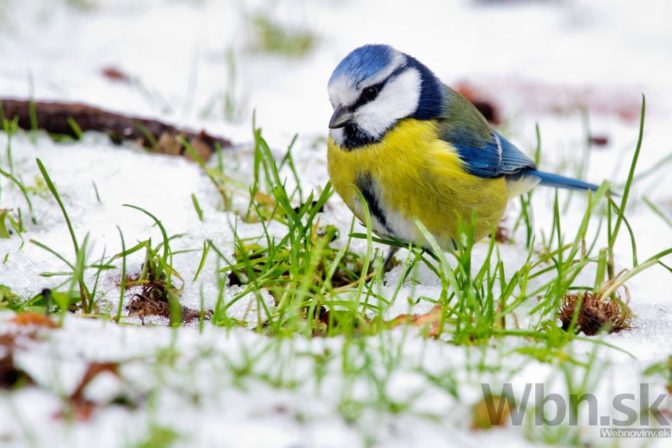 Vtáčik na snehu