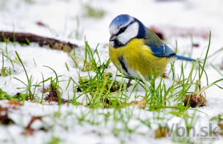 Vtáčik na snehu