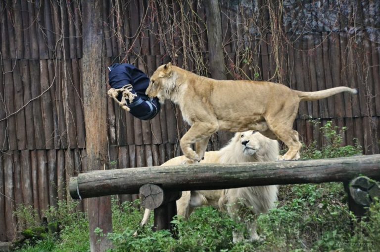 Šelmy z bratislavskej zoo pomáhali tvoriť módnu kolekciu