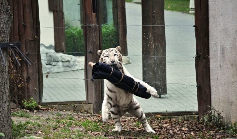 Šelmy z bratislavskej zoo pomáhali tvoriť módnu kolekciu