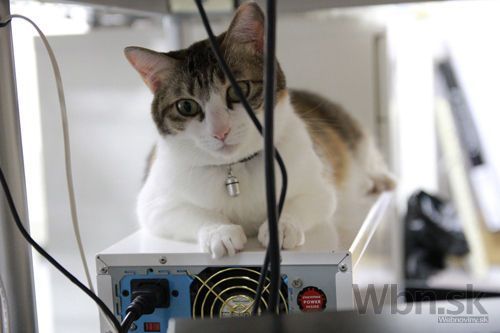 Vyššiu pracovnú produktivitu riešia v japonskej firme mačky