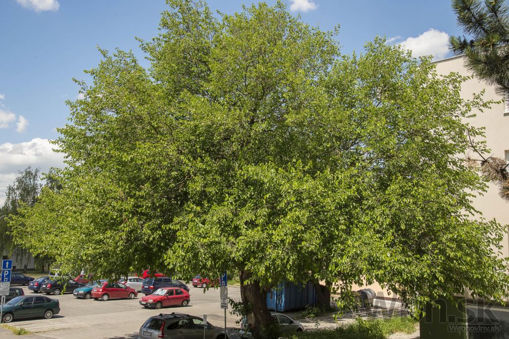 Dvestoročná moruša biela zo Senice suťaží o titul Strom roka 2014