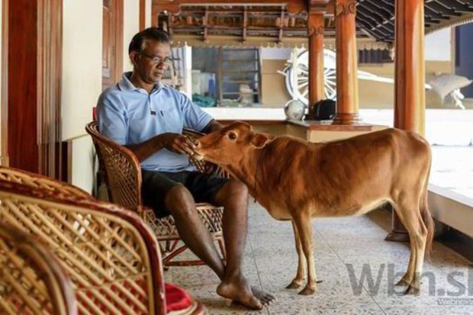 Najmenšia na svete: Drobná krava siaha majiteľovi po kolená