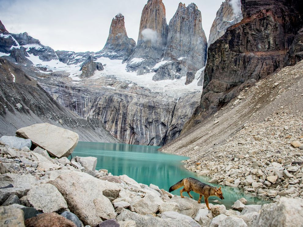 Líška, príroda, hory, park Torres del Paine