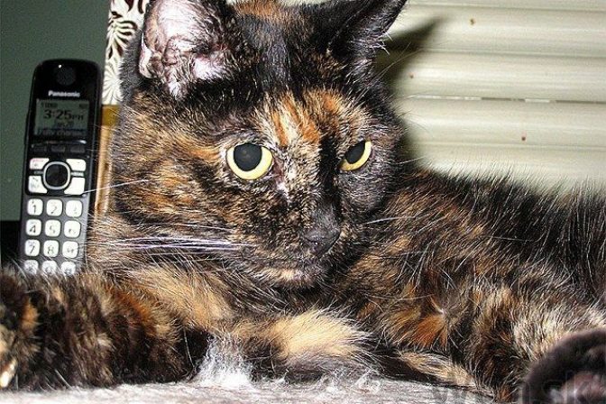 Najstaršia mačka nepotrebuje 9 životov, slávi rekordný vek
