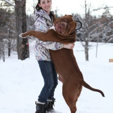 Najväčší pitbull na svete váži 80 kg, ešte stále rastie