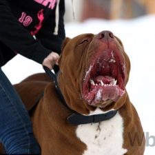 Najväčší pitbull na svete váži 80 kg, ešte stále rastie