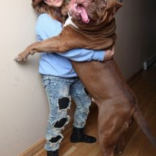 Najväčší pitbull na svete váži 80 kg, ešte stále rastie