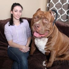 Najväčší pitbull na svete váži 80 kg, ešte stále rastie