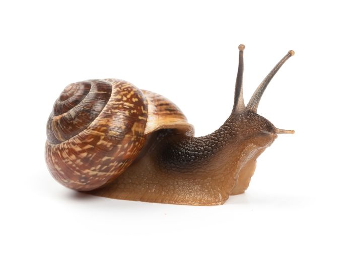 Slimák, ulita, príroda