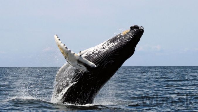 Veľryba