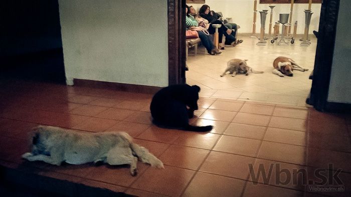 Žena kŕmila túlavé psy, čo urobili po jej smrti, vás dostane