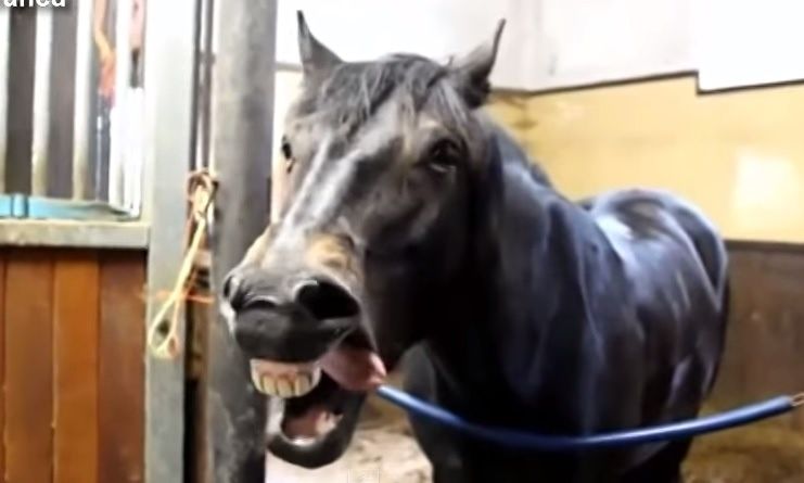 Kôň, zviera, domáce zviera