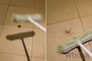 Muž chcel zabiť pavúka, trpko to oľutoval