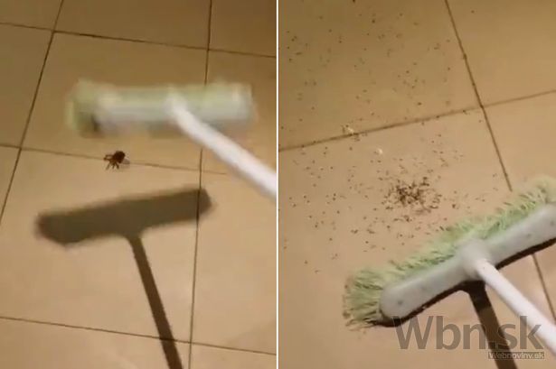 Muž chcel zabiť pavúka, trpko to oľutoval