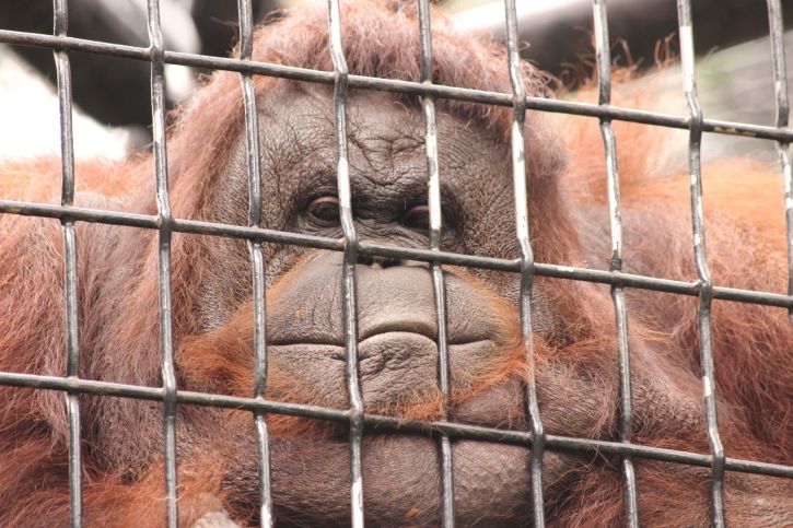 Opica, orangutan, ZOO