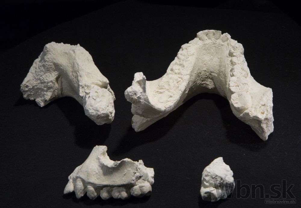 Australopithecus deyiremeda