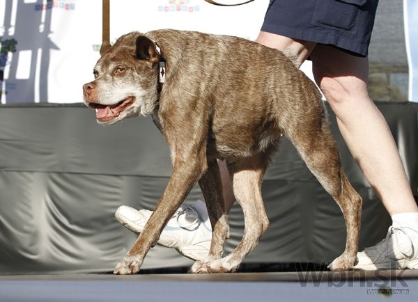 Najškaredší pes sveta