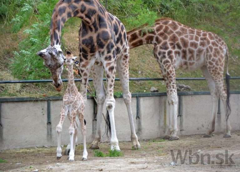 Nový prírastok v bratislavskej ZOO