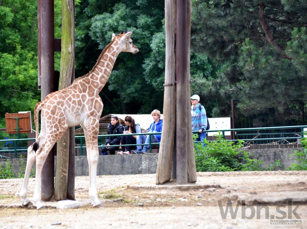 Nový prírastok v bratislavskej ZOO