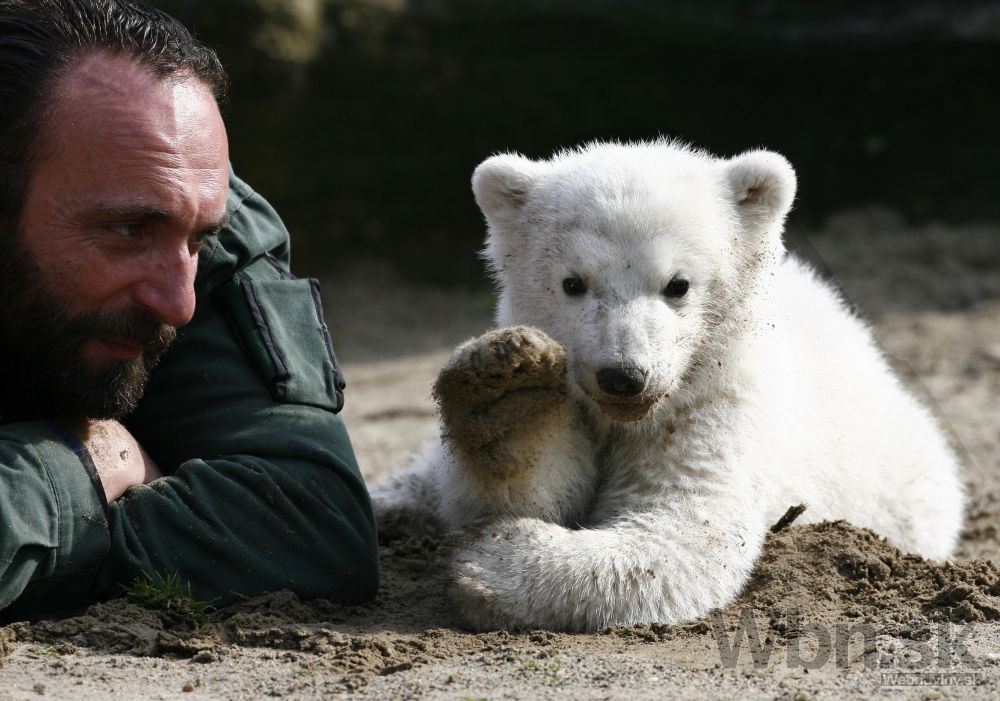 Odvrhnutý Knut sa zaobišiel aj bez matky
