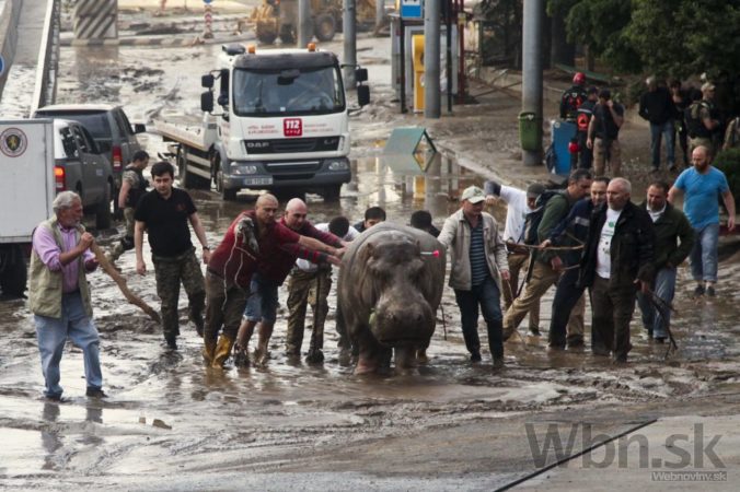 Povodne v Tbilisi zabíjali, zo ZOO utiekli zvieratá