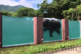 Japonská zoo pripravila pre slony prekvapenie, závidia im aj ľudia