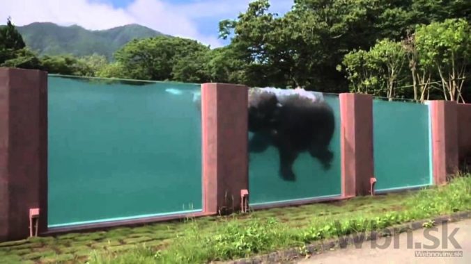 Japonská zoo pripravila pre slony prekvapenie, závidia im aj ľudia