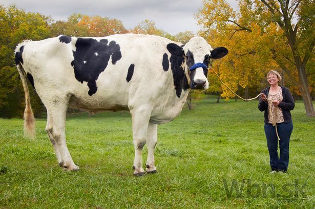 Najvyššia krava v dejinách zahynula, uhádnete jej výšku?